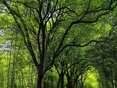 -杭州半山国家森林公园