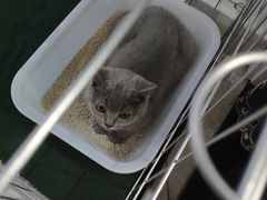 -喵zoo家庭繁育猫舍(尖东智能花园店)
