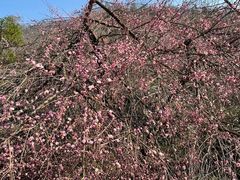 -桃花岭景区