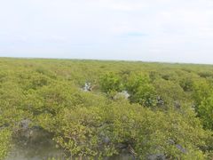 -北海金海湾红树林生态旅游区