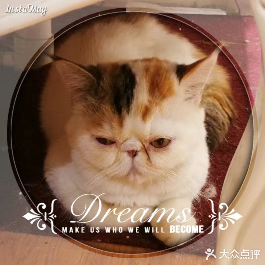 是一家以猫为主题的网红餐厅