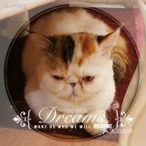 是一家以猫为主题的网红餐厅