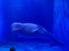 -多彩贵州城极地海洋世界