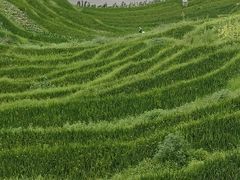 -紫鹊界梯田景区