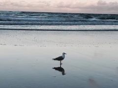 -黄金海岸