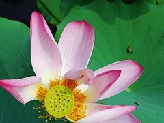 -莲花池公园
