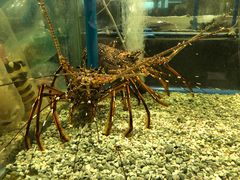 -Isla Sugbu Seafood City