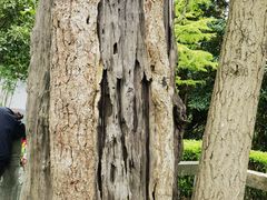 -上海佘山国家森林公园天马山园