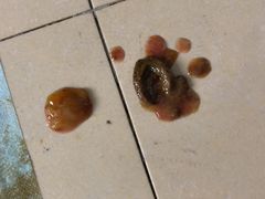 -米苏动物医院·犬猫专科·骨科外科内窥镜