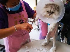 -北京观赏动物医院·24小时大型综合·猫专科·异宠专科