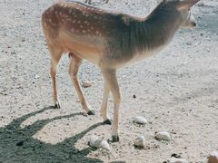 -大青山野生动物园