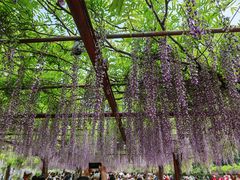 -嘉定紫藤园