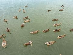 -野鸭湖国家湿地公园