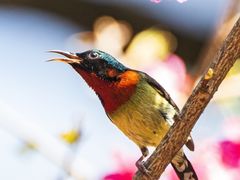 -中国科学院华南植物园