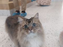 -猫域·湾主题猫咖·宠物吧(南坪城市广场店)