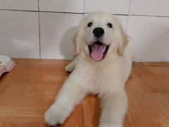 -翊宠yipet猫狗购宠庄园犬舍•猫舍