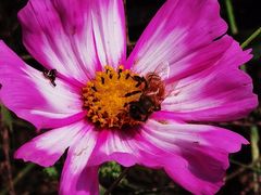 -紫海香堤香草艺术庄园