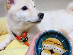 柴犬团子-逗柴咖啡屋·狗咖猫咖宠物桌游