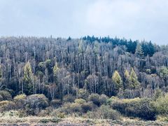 -塞罕坝国家级自然保护区