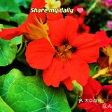 繁花似锦觅安宁