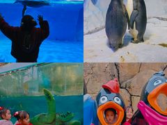 -海合安成都极地海洋公园