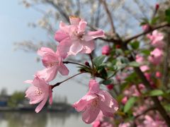 -高东镇樱花园