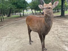 -奈良公园