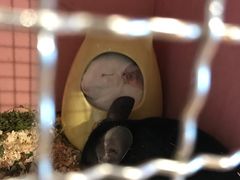 -藦茜花园宠物主题亲子互动体验馆(国顺东路店)