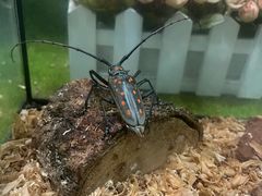 -上海昆虫博物馆