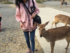 -鹿境梅花鹿生态园区