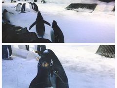 -芜湖新华联大白鲸海洋公园