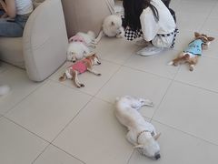 -怪兽屋·羊驼·猫咖·狗咖(俊华广场店)