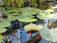 -国家植物园南园