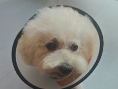 -宠物星动物医院·眼科·异宠·猫科(江南大道总院)