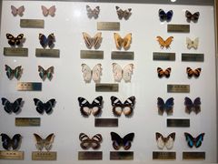 -上海昆虫博物馆