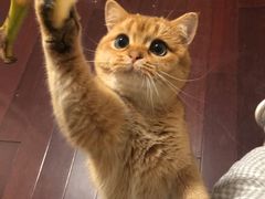 -东方名猫馆·英短金渐层布偶猫舍(环线广场1号楼店)