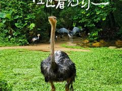-广州长隆野生动物世界