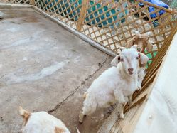 -萌宠亲子动物乐园(槐房万达店)