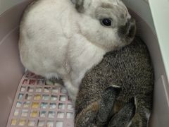 -北京观赏动物医院·24小时大型综合·猫专科·异宠专科