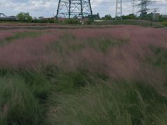 -王借岗森林公园