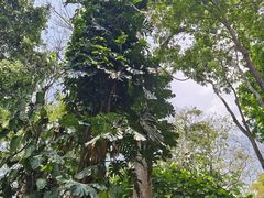 -中国科学院西双版纳热带植物园