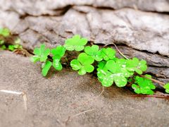 -莫山小馆(大石桥店)