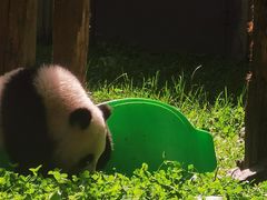 -卧龙中华大熊猫苑神树坪基地