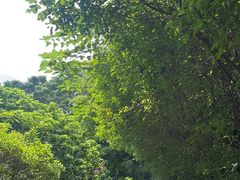 -华侨城湿地公园