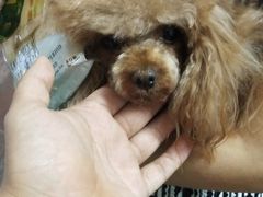 -派多格宠物·购宠(靛厂路店)