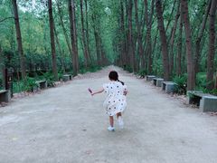 -合肥滨湖国家森林公园