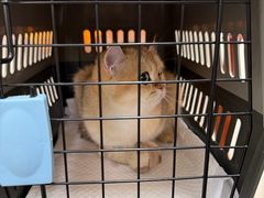 -心仪动物医院·牙专科·肿瘤·心脏科(西客站院)