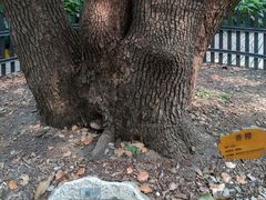 -徐家汇源景区-衡山公园