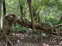 -中国科学院西双版纳热带植物园