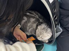 -北京观赏动物医院·24小时大型综合·猫专科·异宠专科